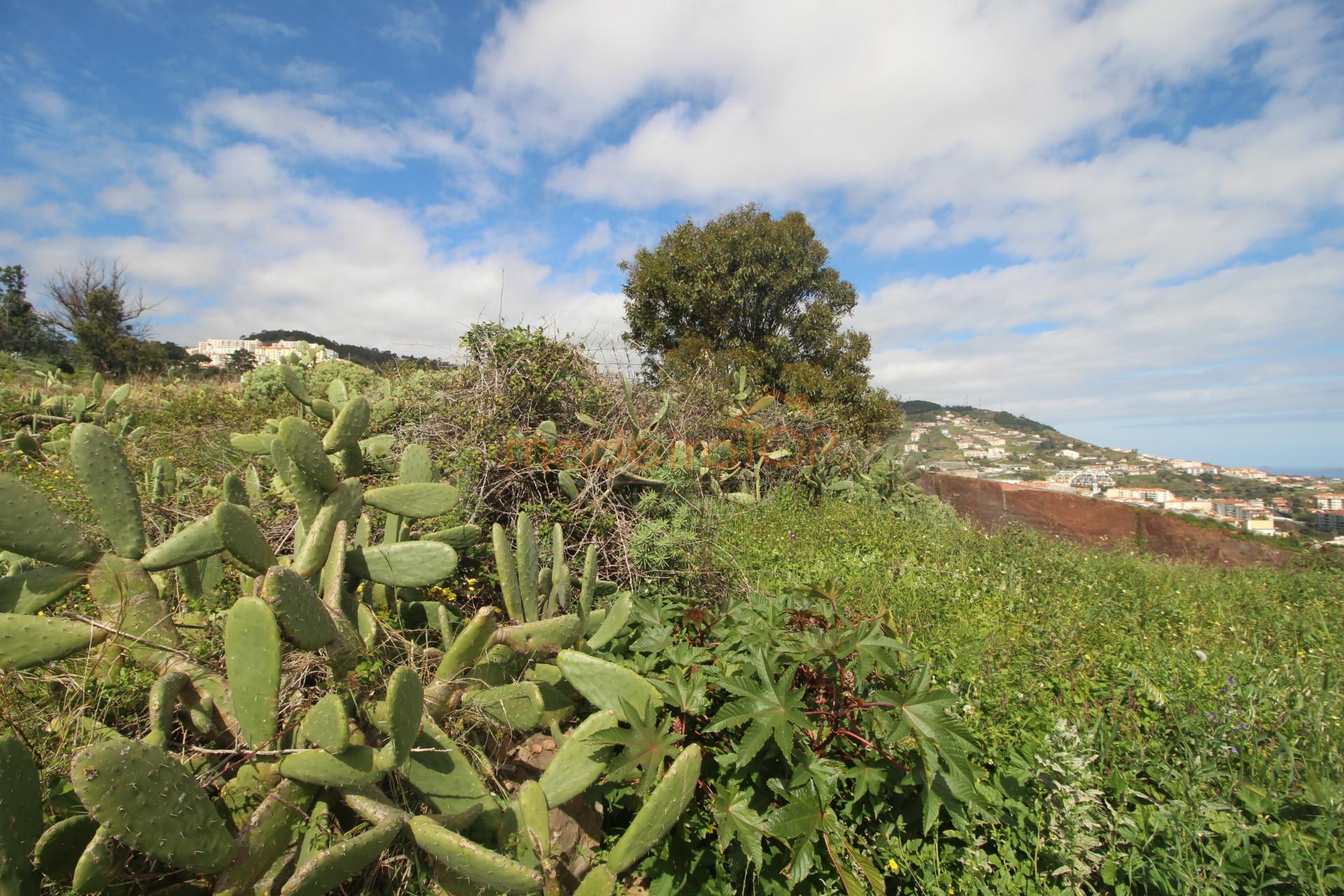 Lote de Terreno  Venda em Caniço,Santa Cruz