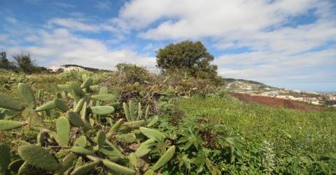 Lote de Terreno  Venda em Caniço,Santa Cruz