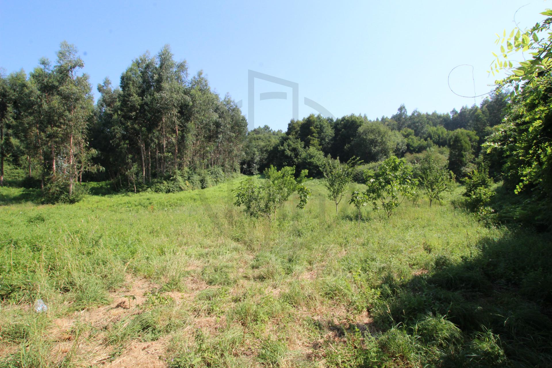 Terreno  Venda em Requião,Vila Nova de Famalicão