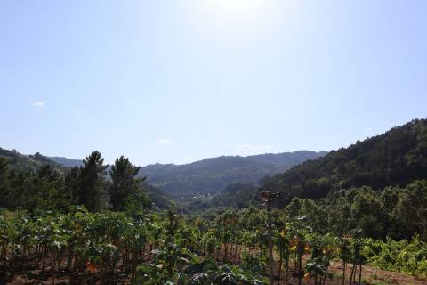 Herdade T6 Venda em Britelo, Gémeos e Ourilhe,Celorico de Basto