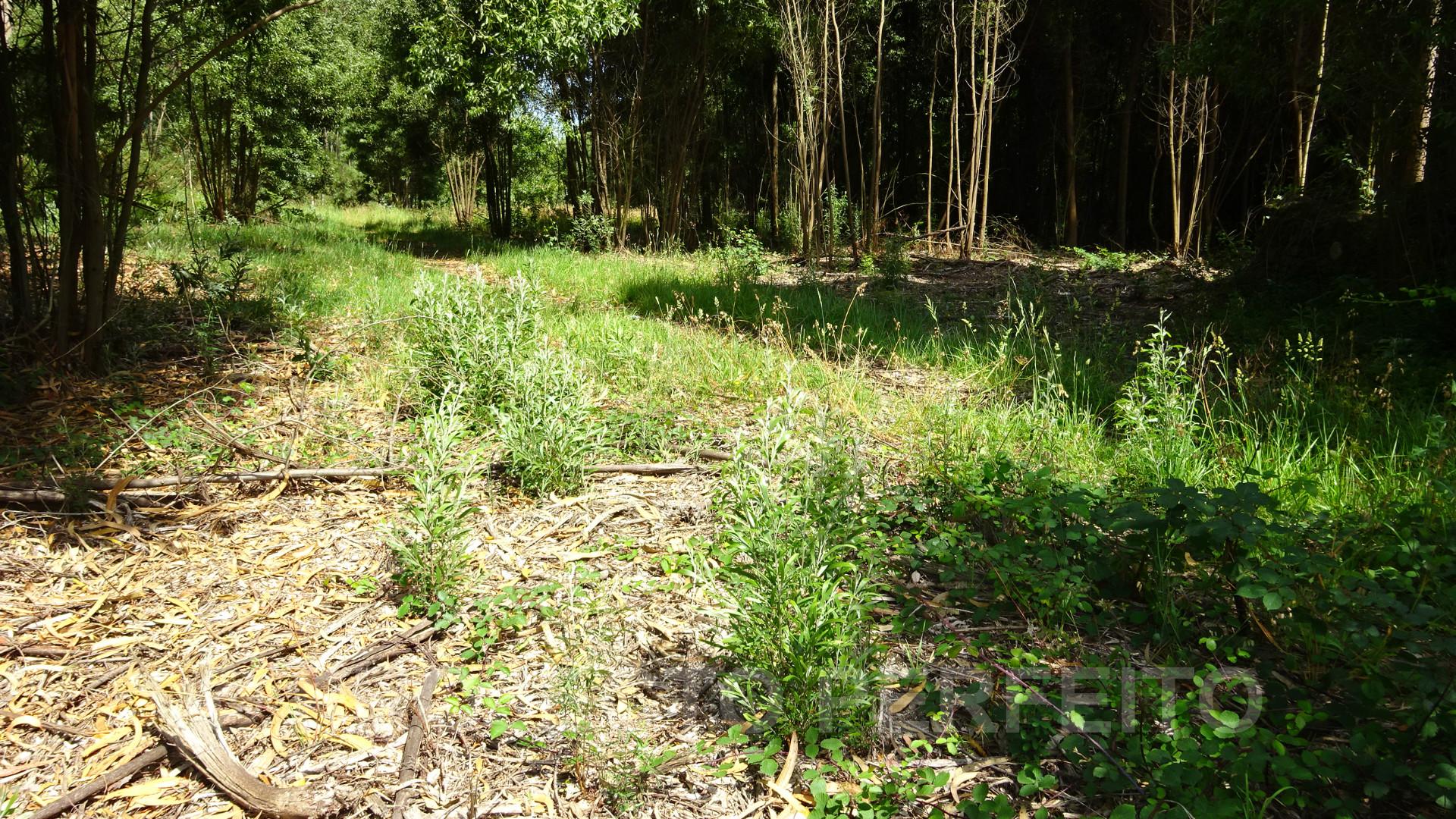 Lote de Terreno  Venda em Grijó e Sermonde,Vila Nova de Gaia