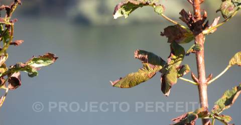 Quinta T3 Venda em Raiva, Pedorido e Paraíso,Castelo de Paiva