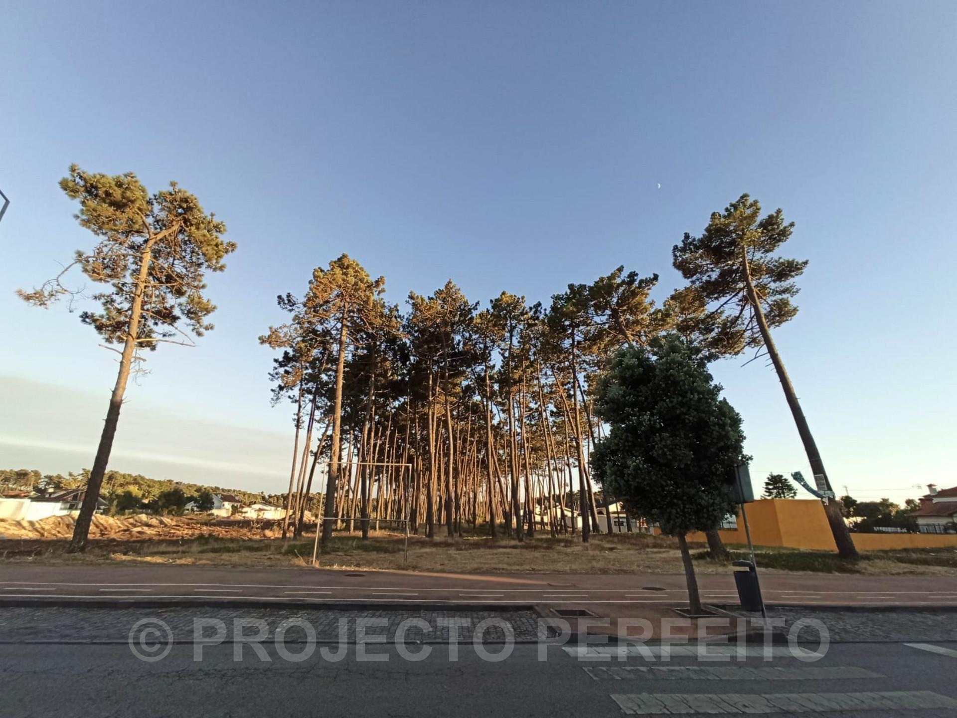 Terreno Rústico  Venda em Esmoriz,Ovar