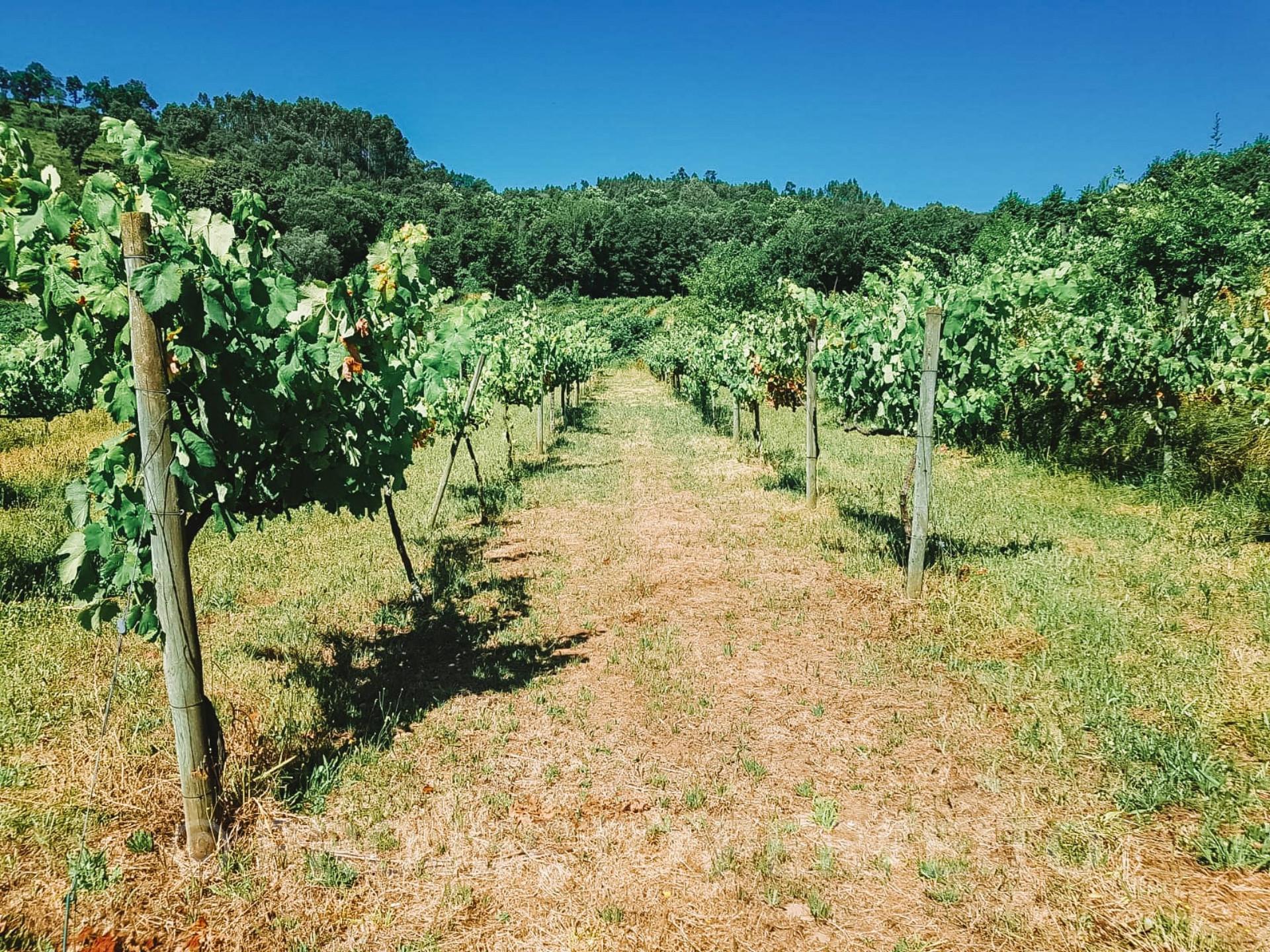 Quinta T5+3 Venda em Arnóia,Celorico de Basto