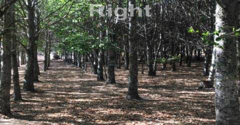 Parque de campismo com 13 hectares em Armamar