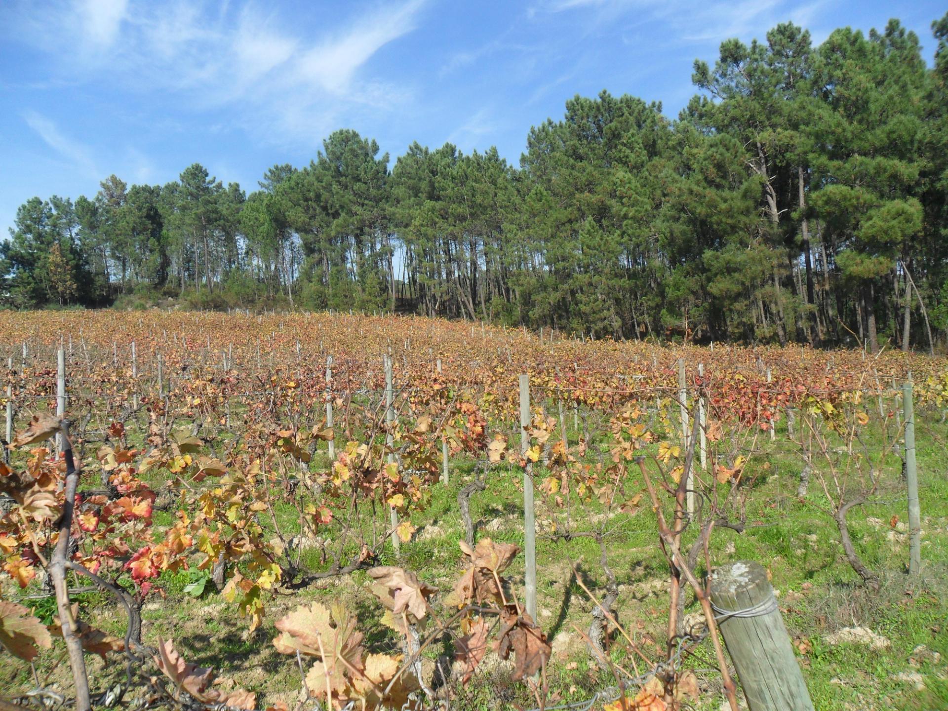 Terreno  Venda em São João de Lourosa,Viseu