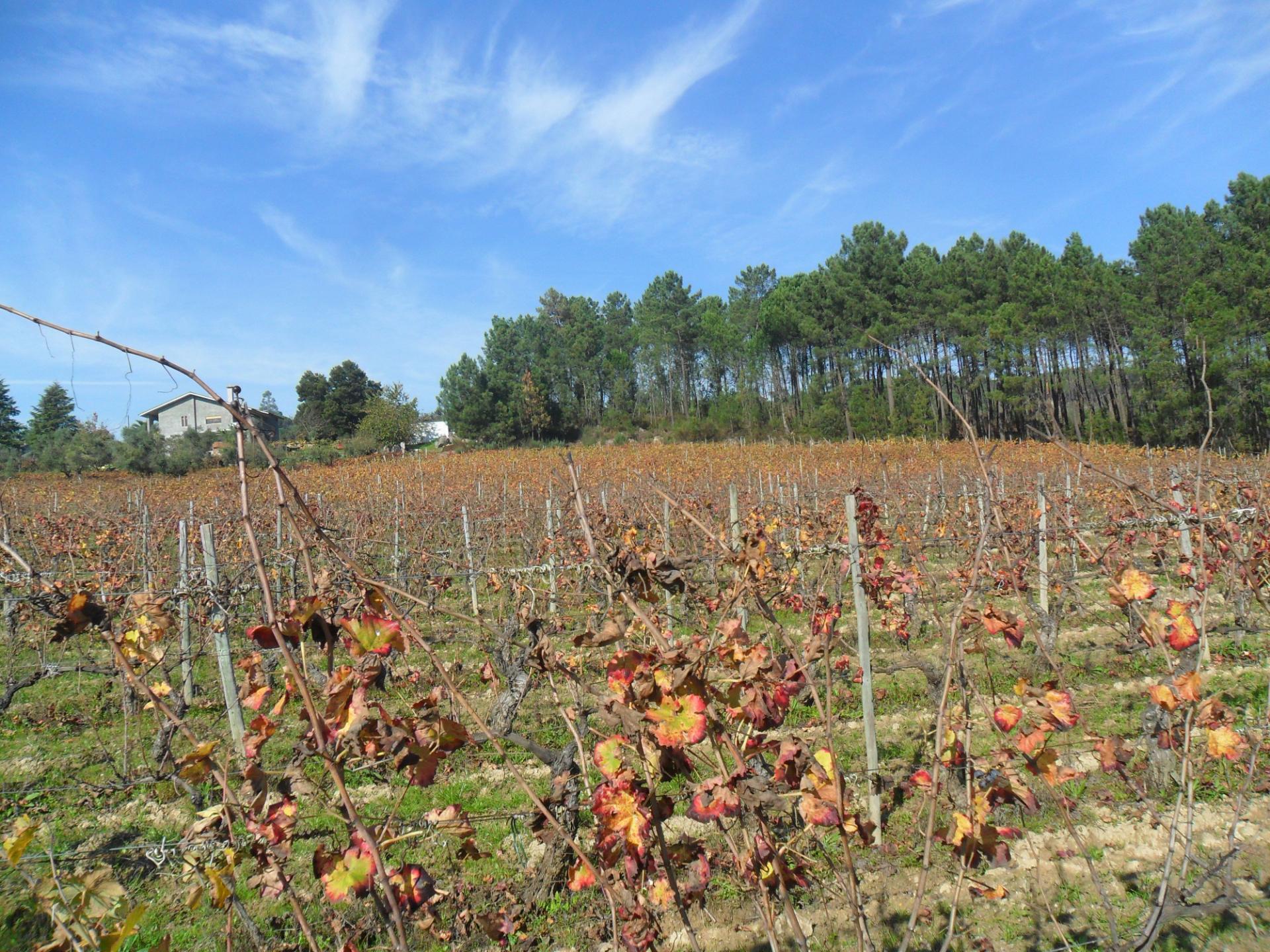 Terreno  Venda em São João de Lourosa,Viseu