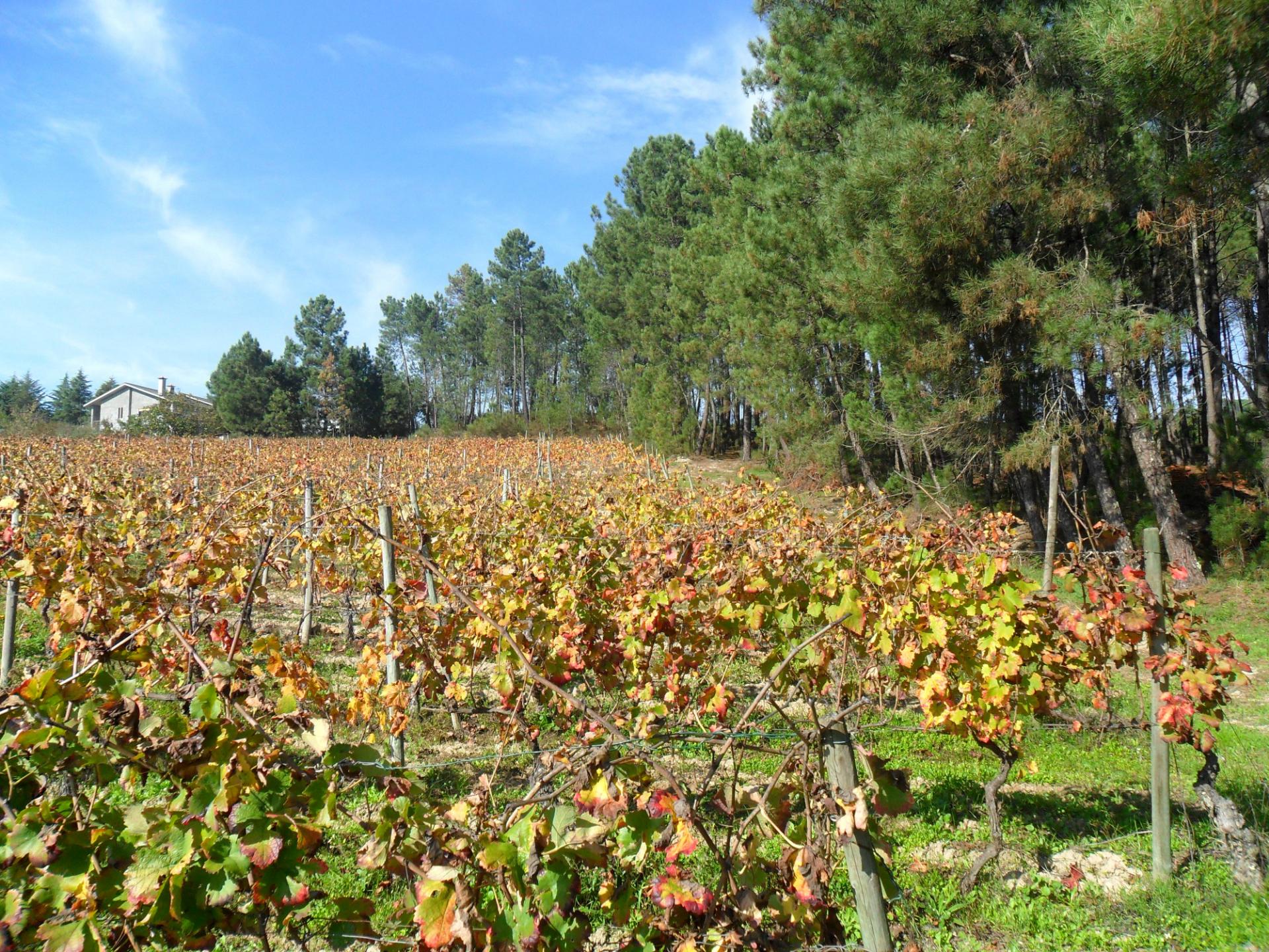 Terreno  Venda em São João de Lourosa,Viseu