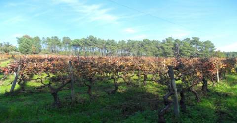 Terreno  Venda em São João de Lourosa,Viseu