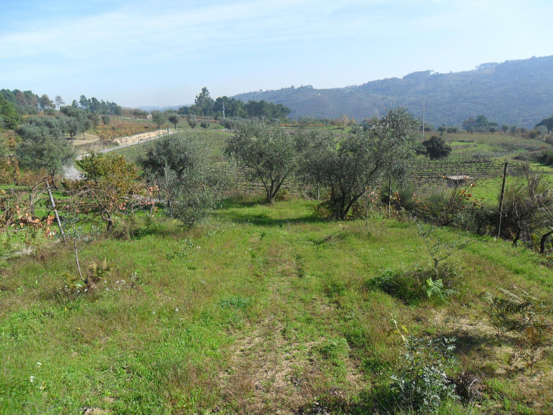 Terreno  Venda em São João de Lourosa,Viseu