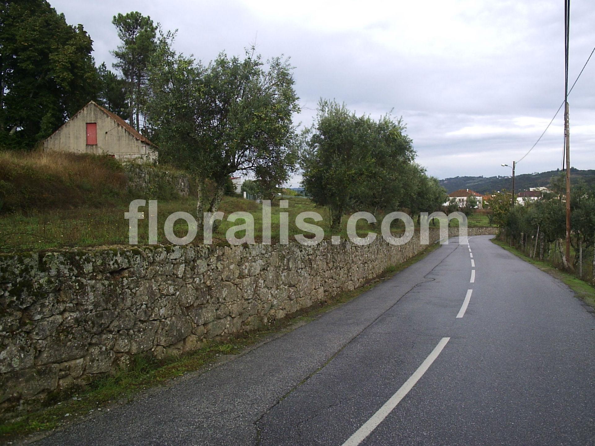 Terreno  Venda em Santos Evos,Viseu