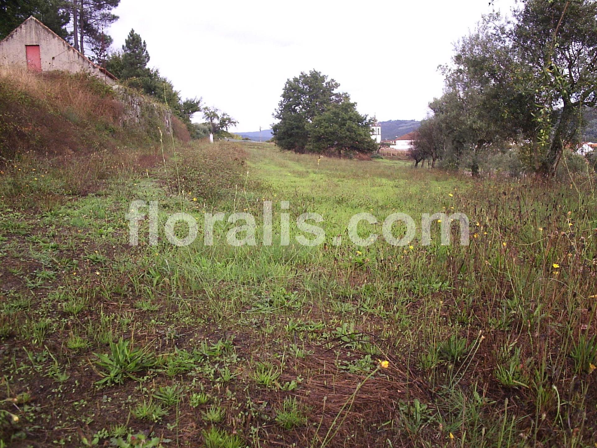 Terreno  Venda em Santos Evos,Viseu