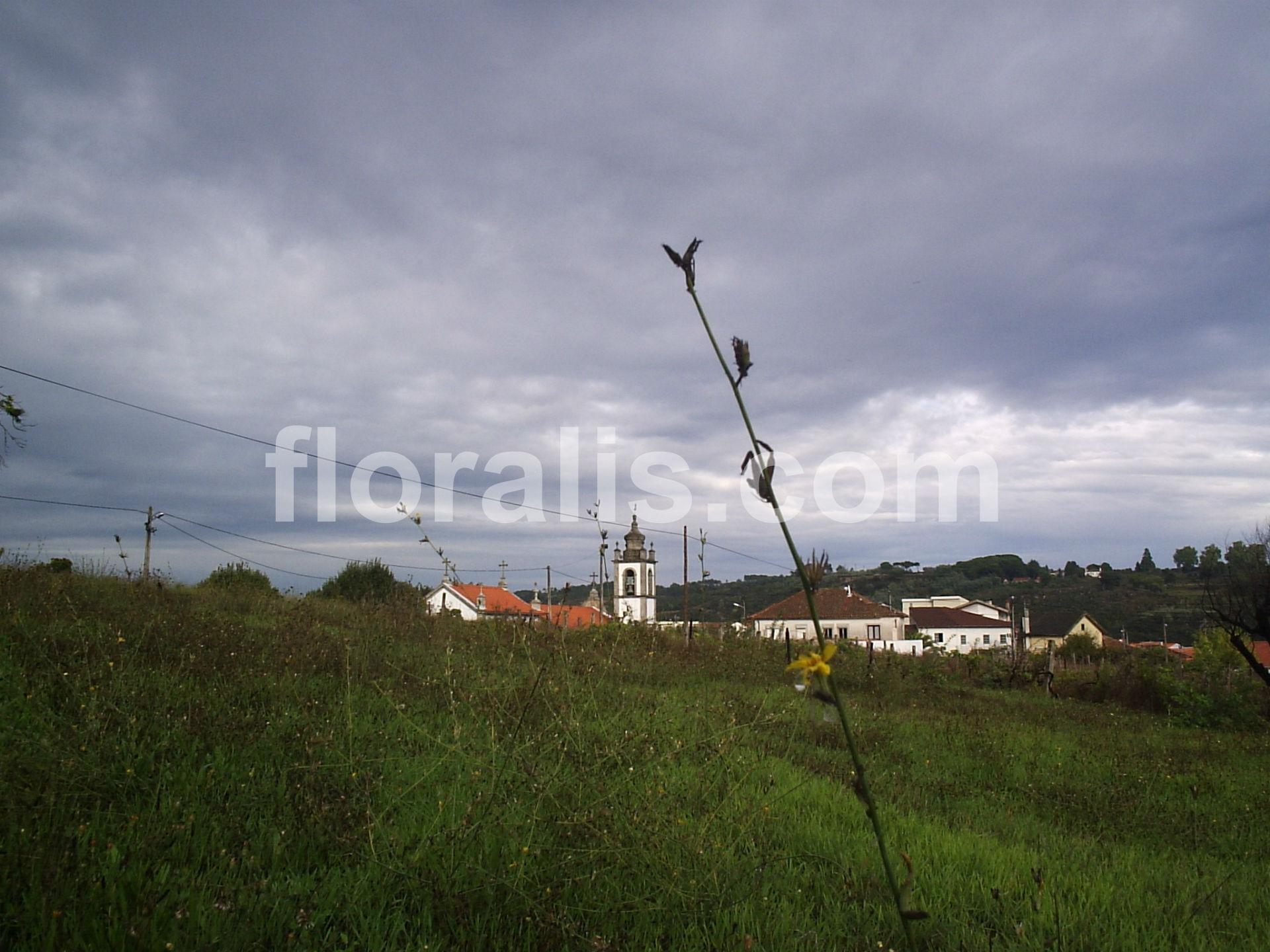 Terreno  Venda em Santos Evos,Viseu