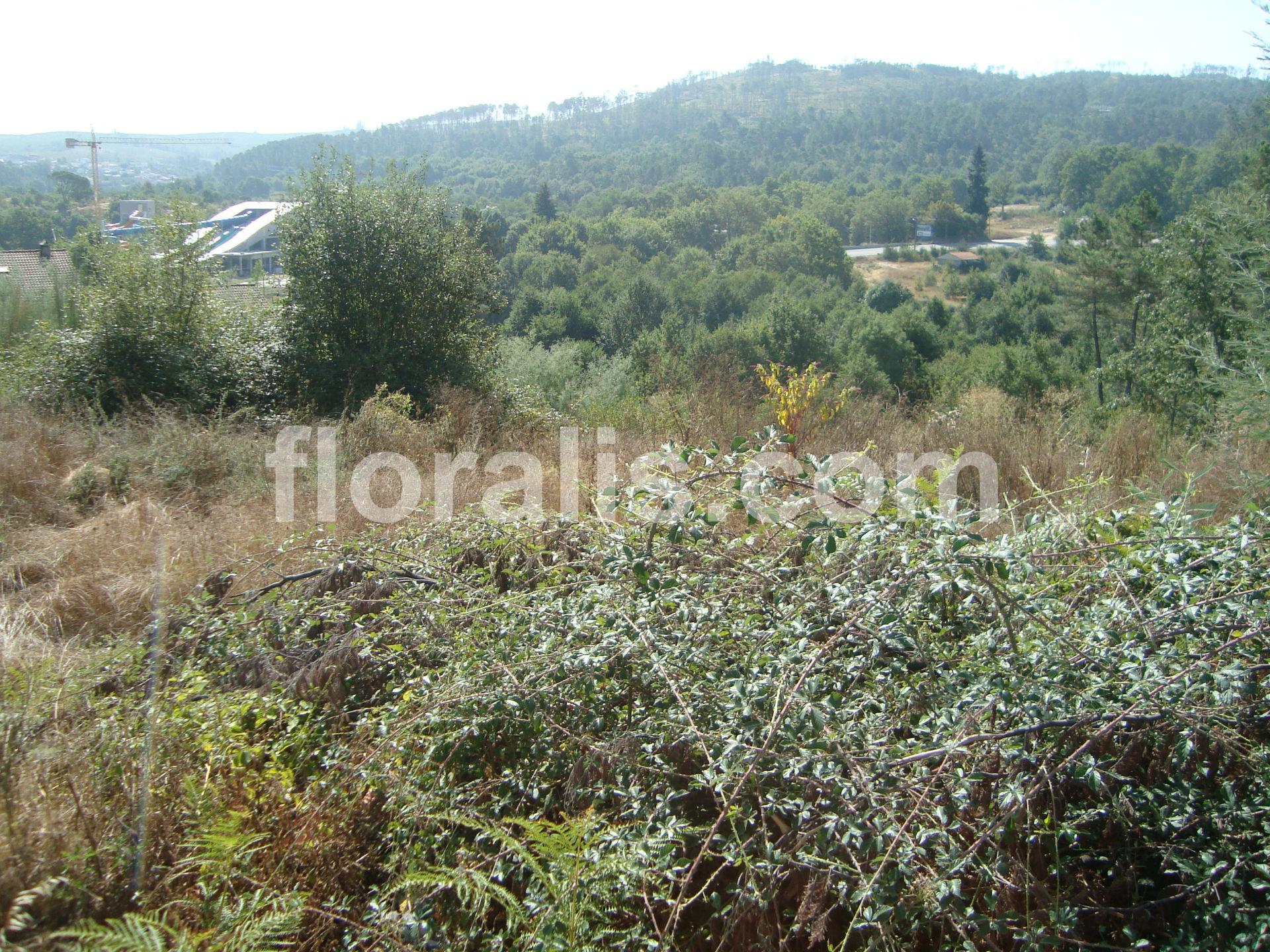 Terreno  Venda em Calde,Viseu