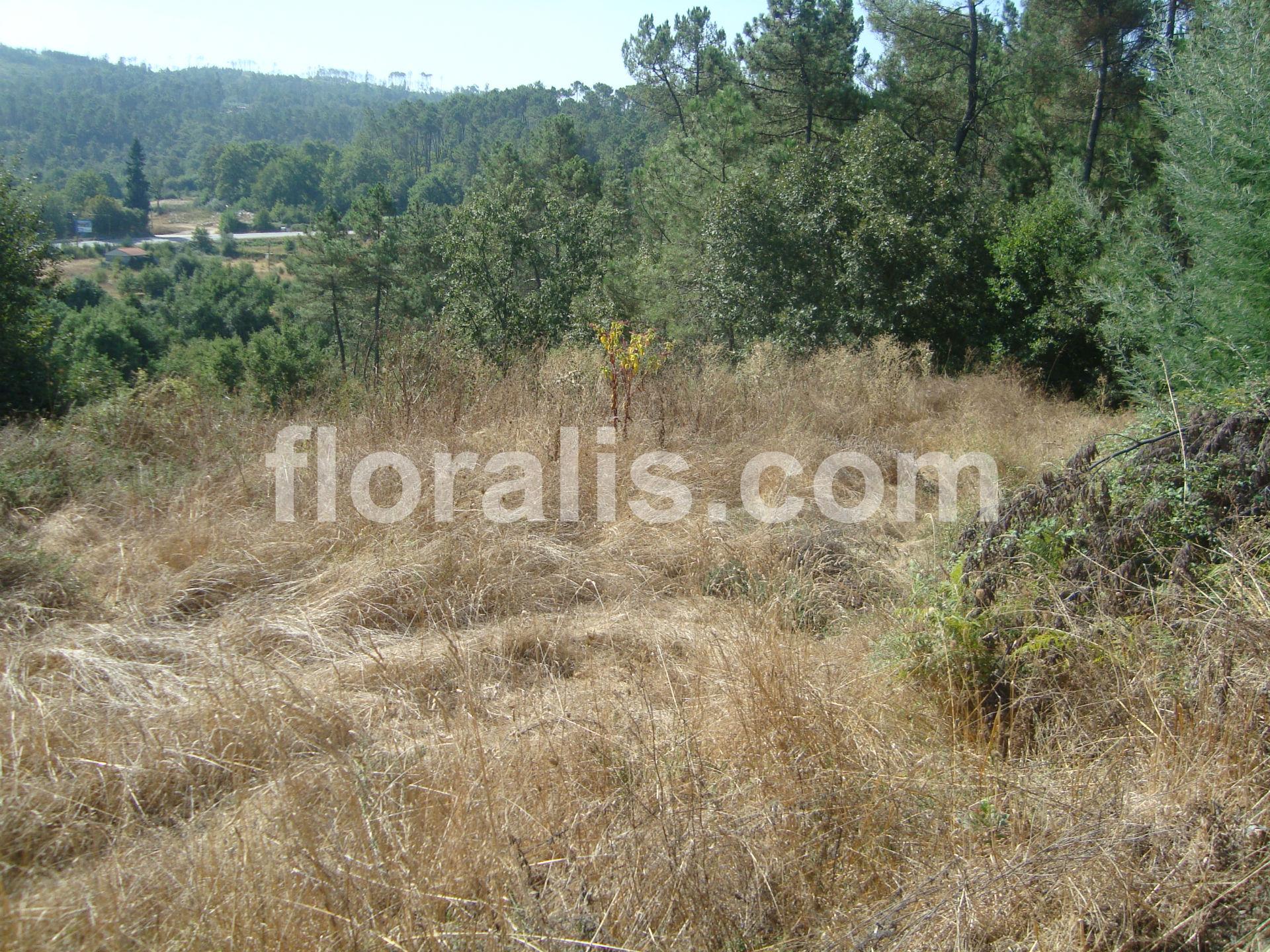 Terreno  Venda em Calde,Viseu