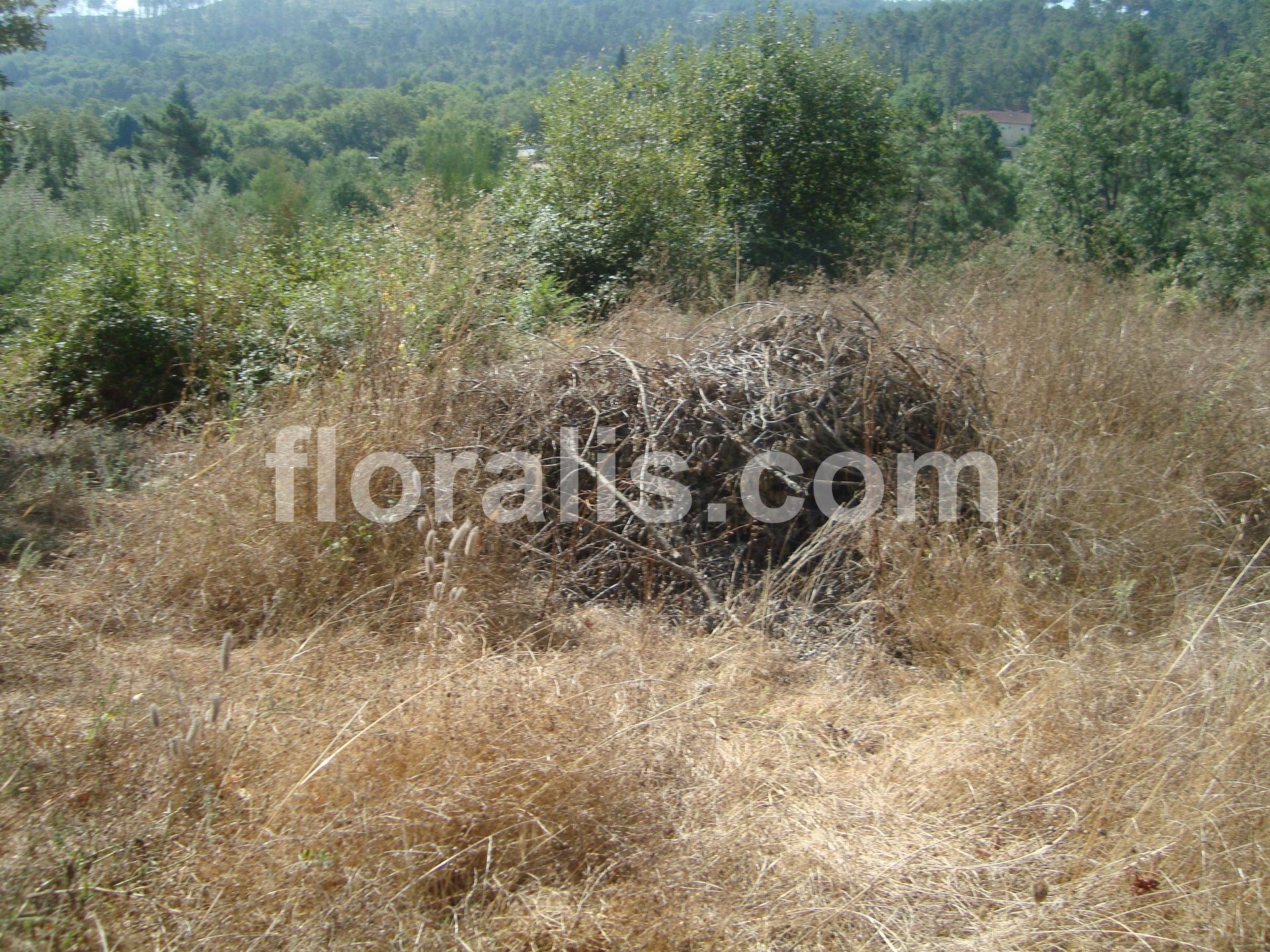 Terreno  Venda em Calde,Viseu