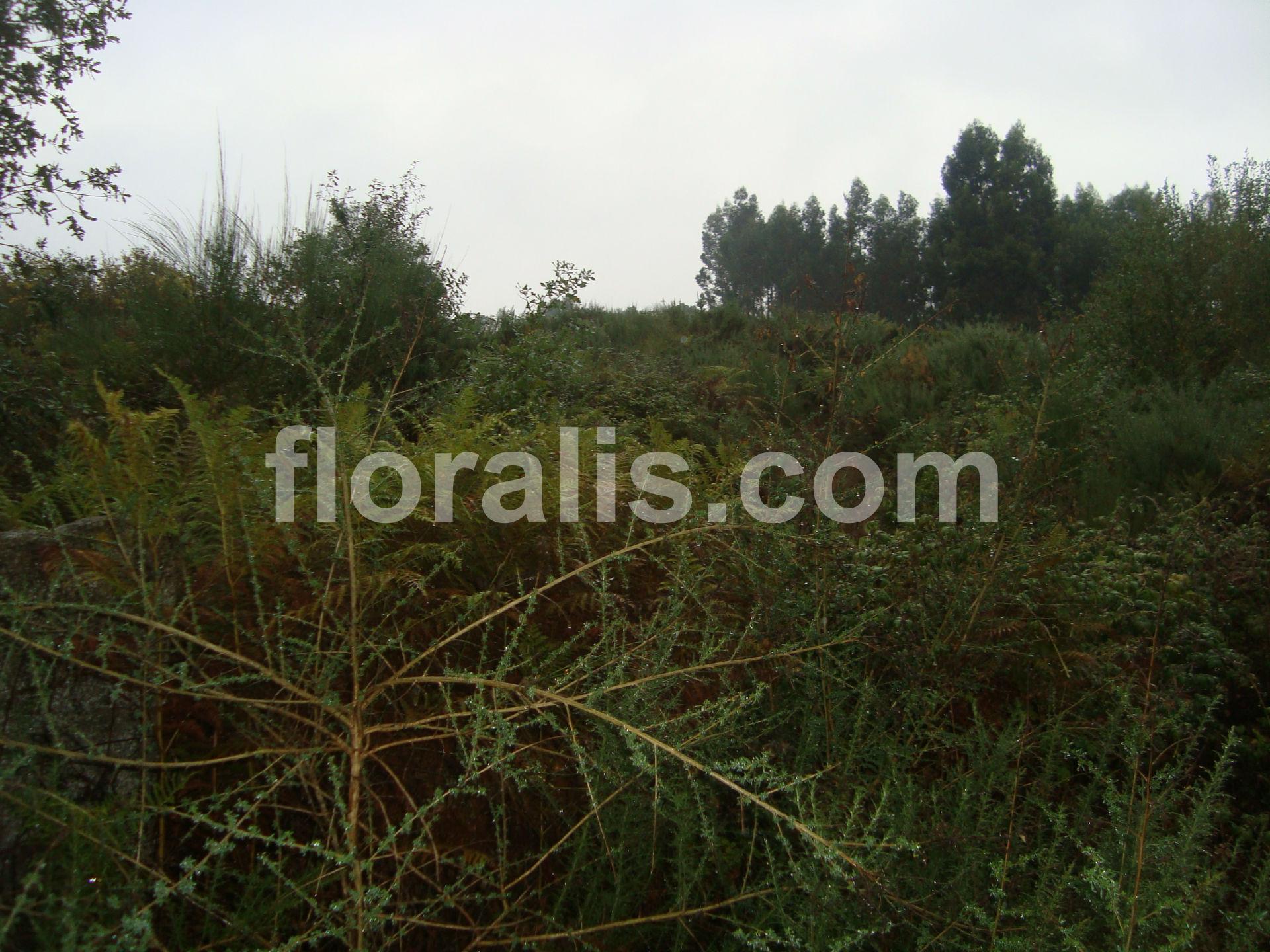 Terreno  Venda em São João de Lourosa,Viseu