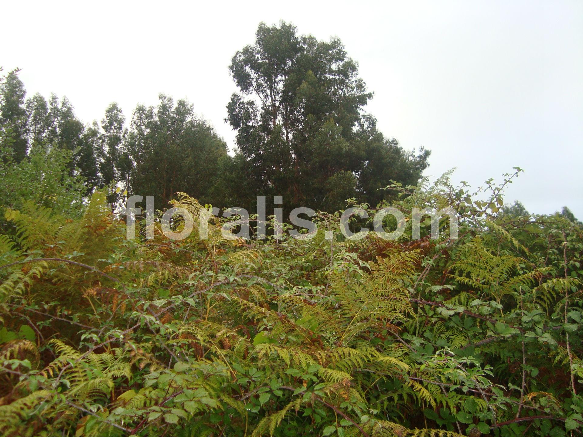 Terreno  Venda em São João de Lourosa,Viseu