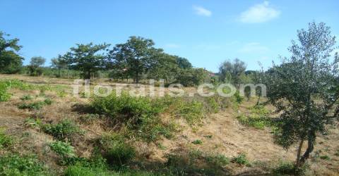 Terreno  Venda em Povolide,Viseu