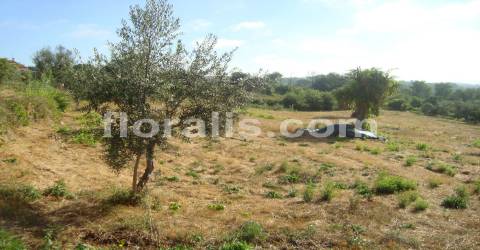 Terreno  Venda em Povolide,Viseu