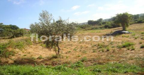 Terreno  Venda em Povolide,Viseu