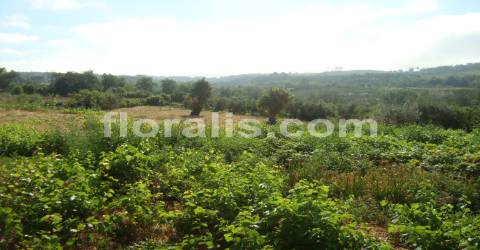 Terreno  Venda em Povolide,Viseu