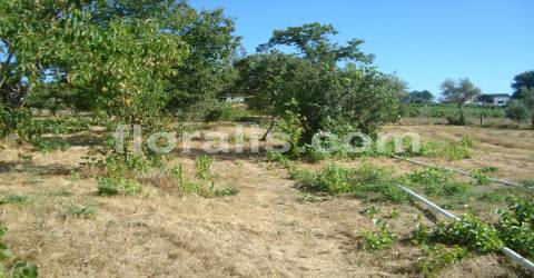 Terreno  Venda em Povolide,Viseu