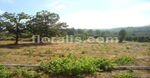 Terreno  Venda em Povolide,Viseu