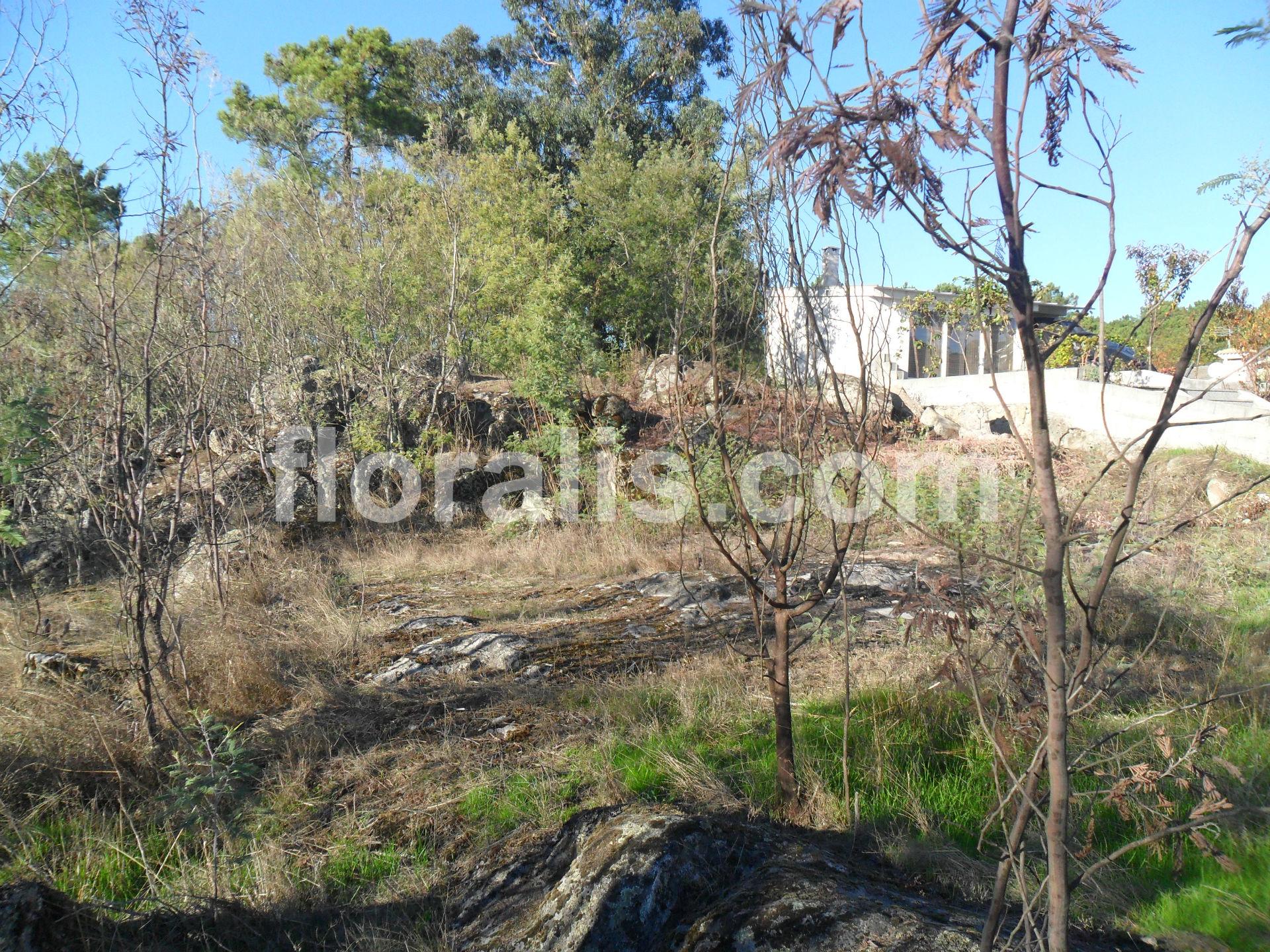 Lote de Terreno  Venda em Bodiosa,Viseu