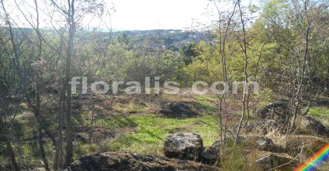 Lote de Terreno  Venda em Bodiosa,Viseu