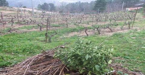 Moradia V5 -  Zona da Srª do CArmo