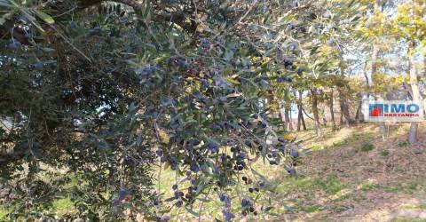 Quinta - Junto ao Fundão