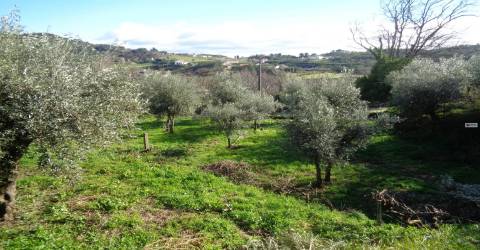 Terreno - Teixoso - 7 min da Covilhã