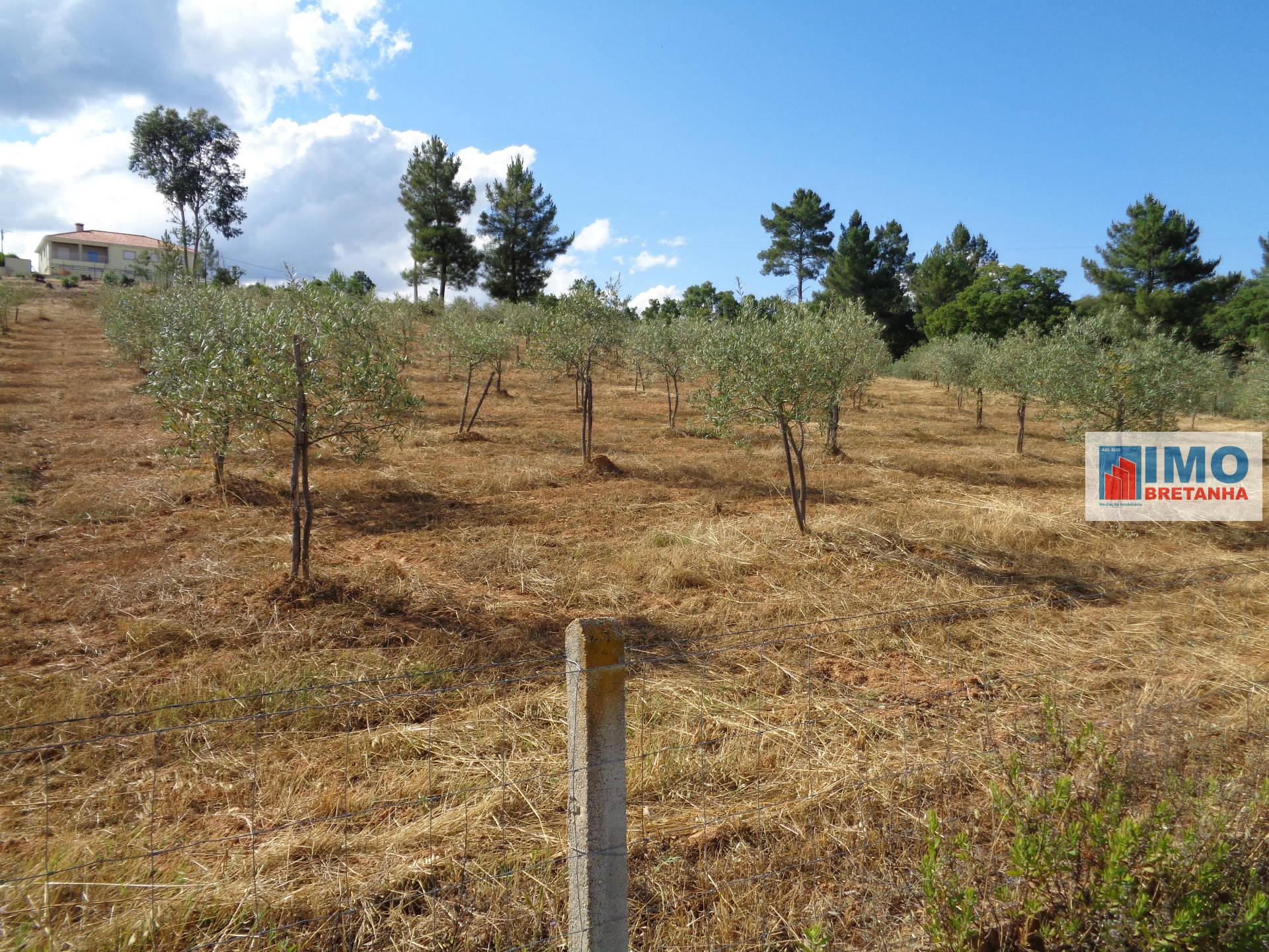 Lote de Terreno Agricola  - Dominguiso