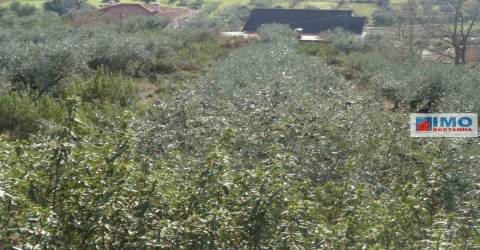 Quinta - Zona de Alcaria - Fundão