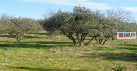 Quinta - Zona de Alcaria - Fundão