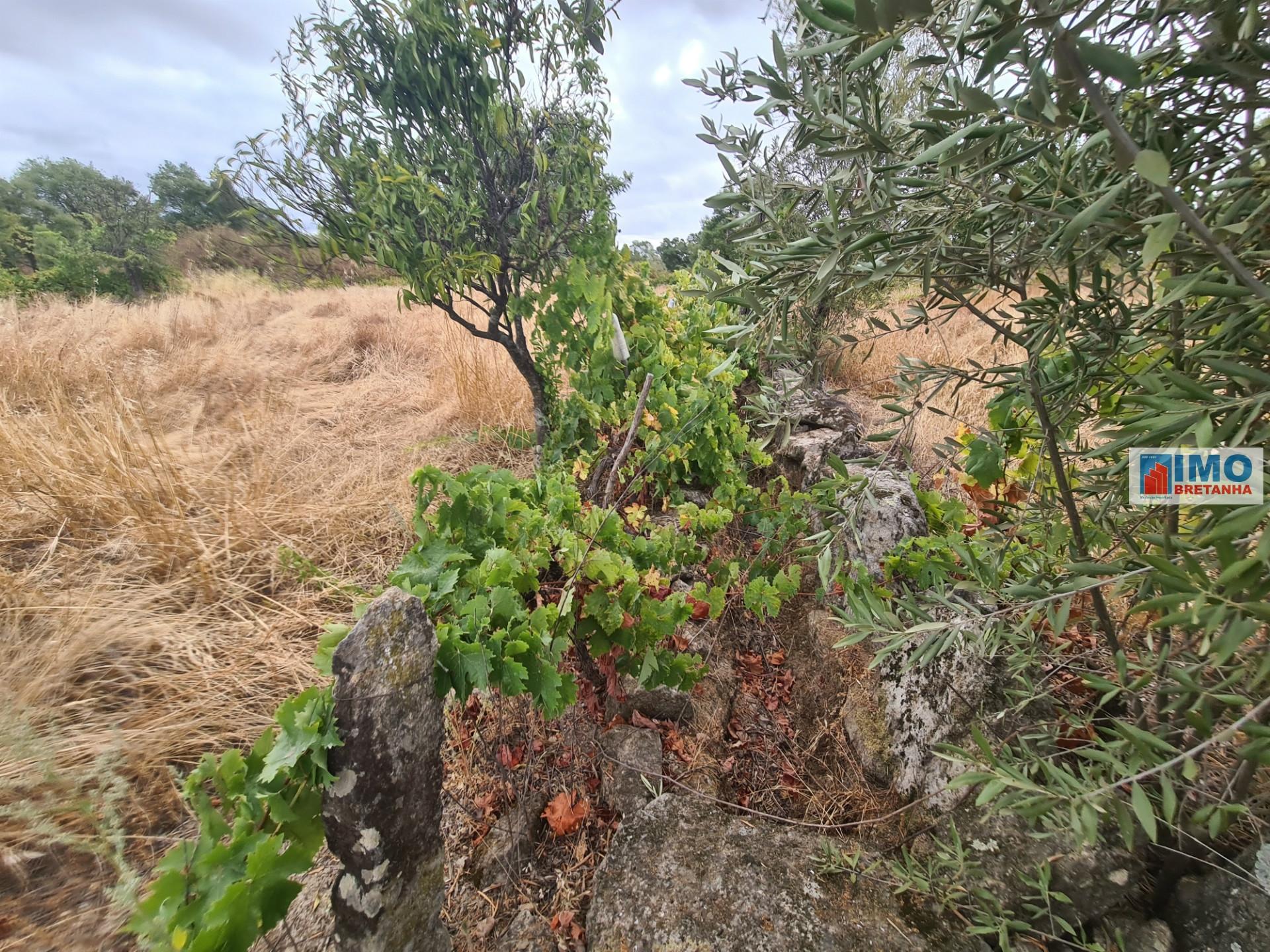 Quinta em Escalos de Cima