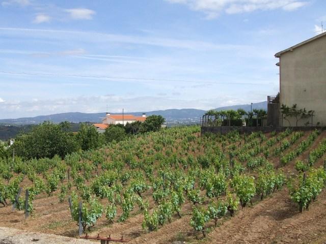 Terreno  Venda em Tortosendo,Covilhã