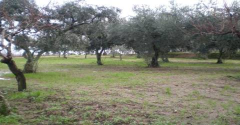 Terreno  Venda em Ferro,Covilhã