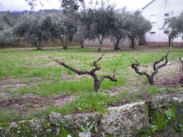 Terreno  Venda em Ferro,Covilhã