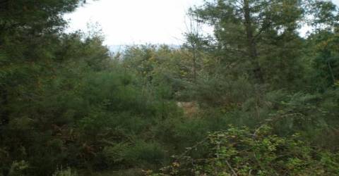 Quinta  Venda em Dominguizo,Covilhã