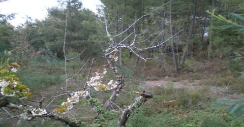 Quinta  Venda em Dominguizo,Covilhã