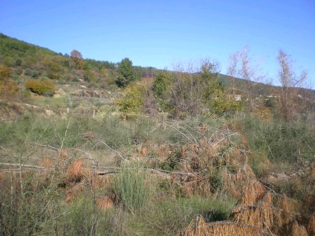 Terreno  Venda em Teixoso e Sarzedo,Covilhã