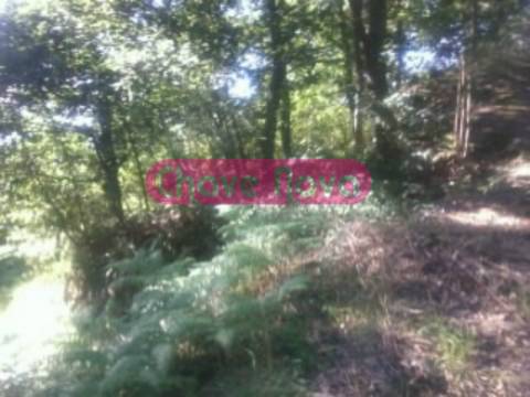 Terreno Rústico  Venda em Luzim e Vila Cova,Penafiel