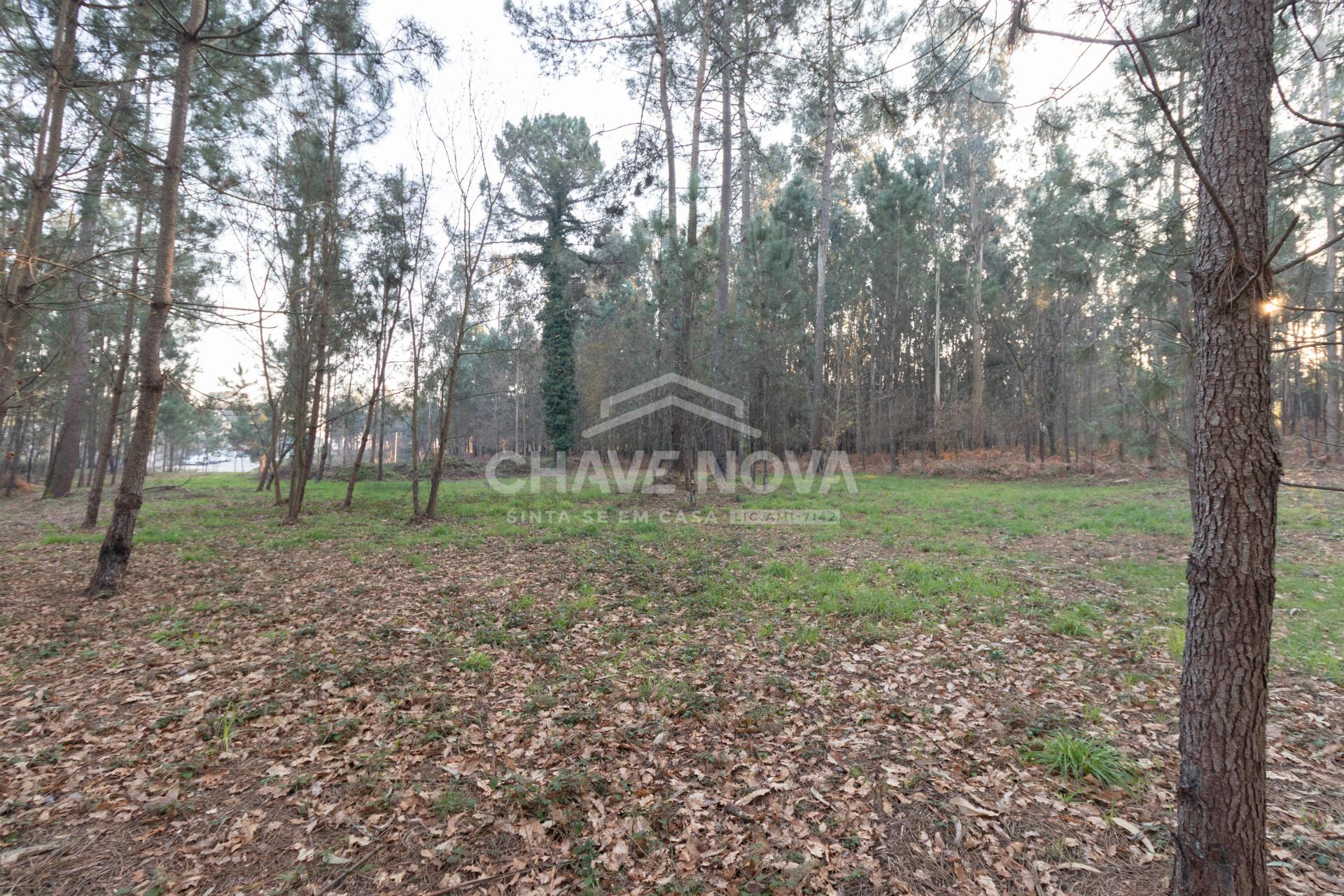 Lote de Terreno  Venda em Caldas de São Jorge e Pigeiros,Santa Maria da Feira