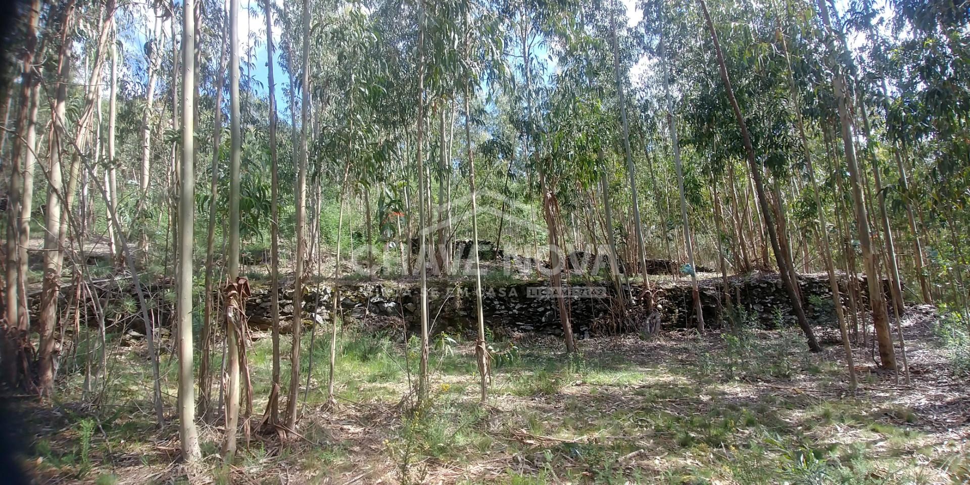 Lote de Terreno  Venda em Mansores,Arouca