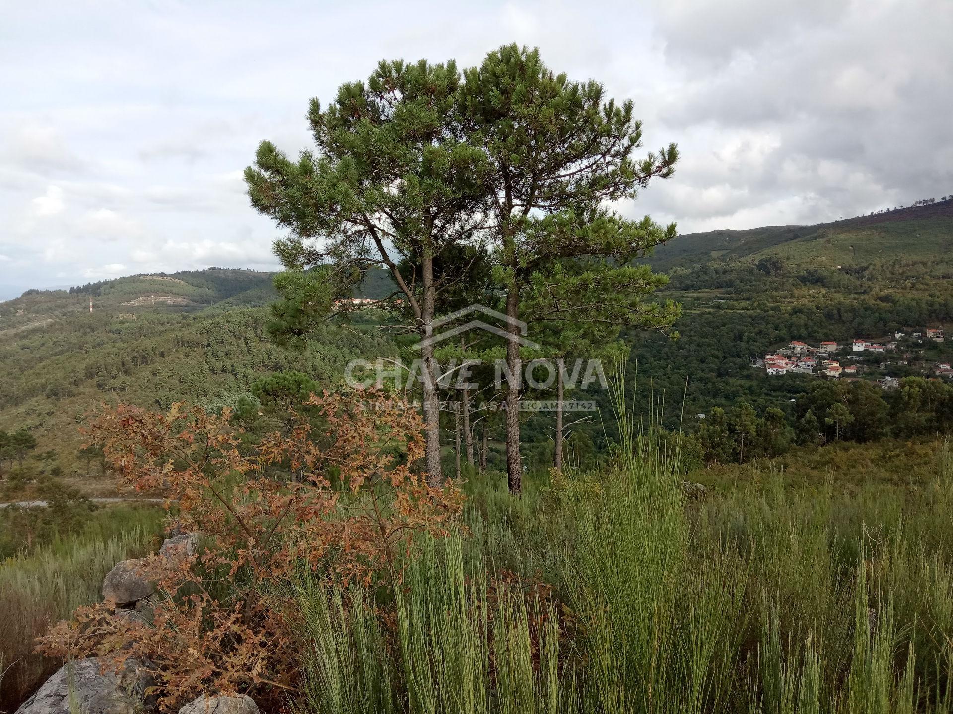 Terreno Misto  Venda em São Cristóvão de Nogueira,Cinfães