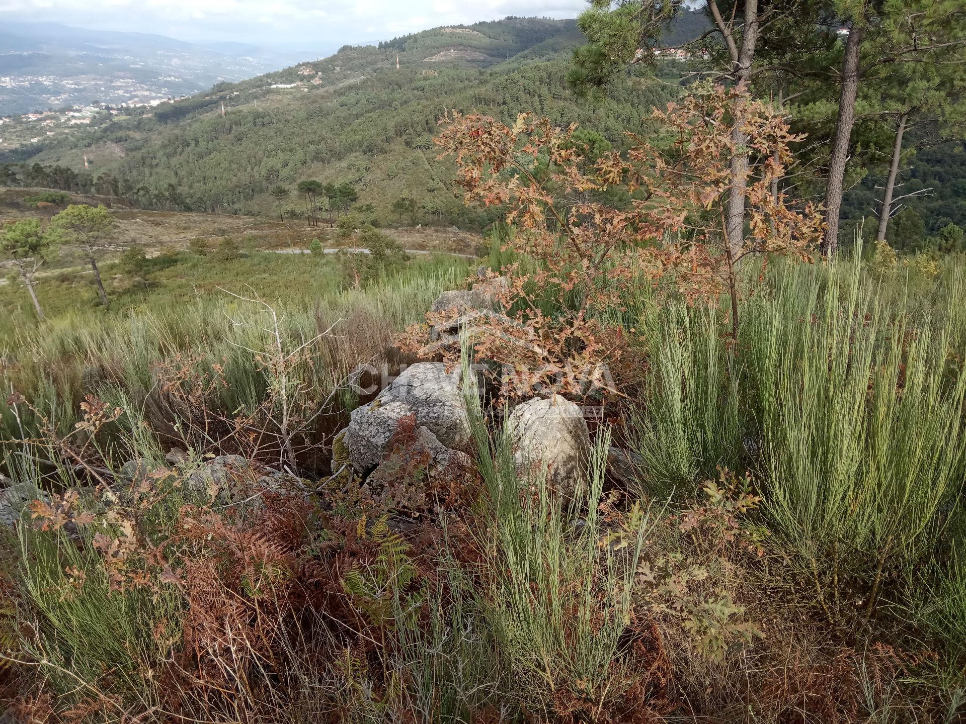 Terreno Misto  Venda em São Cristóvão de Nogueira,Cinfães