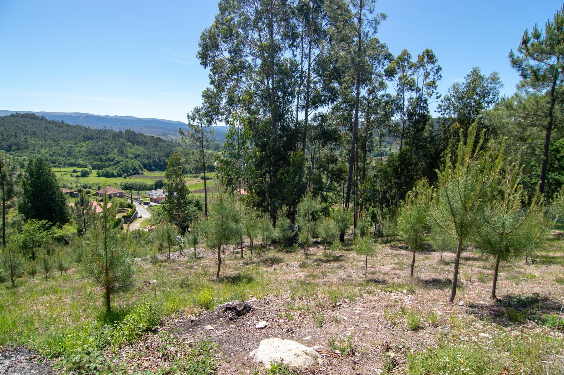 Terreno  Venda em Rubiães,Paredes de Coura