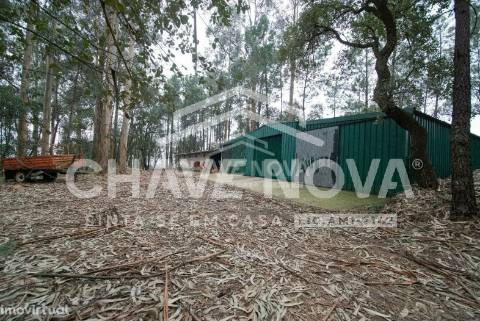 Quinta  Venda em Oliveira de Azeméis, Santiago de Riba-Ul, Ul, Macinhata da Seixa e Madail,Oliveira de Azeméis